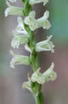 Greenvein ladies tresses